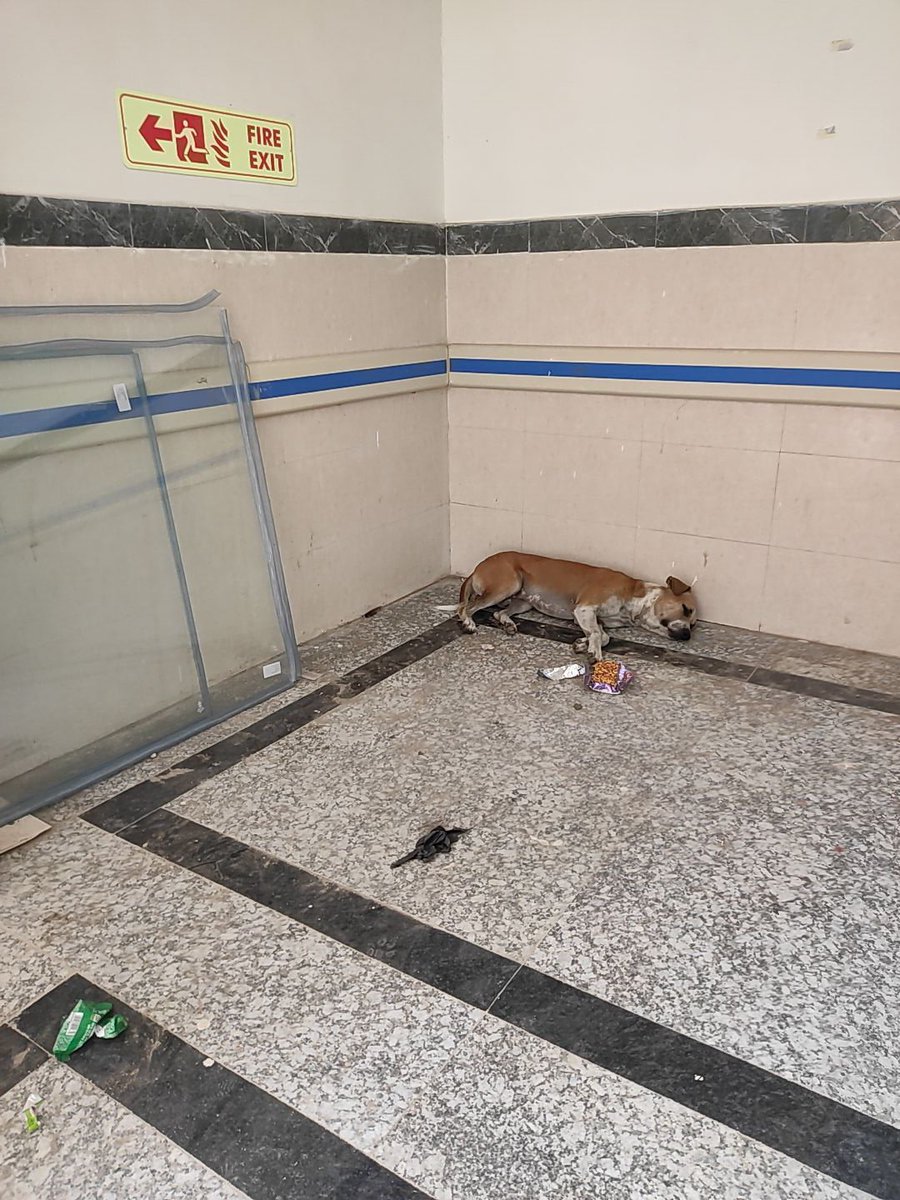 pkswhp's tweet photo. LNJP Hospital, Rajbanshi Nagar में सफाई का आलम यह है, वर्ष 2000 के आसपास यहां गाय, भैंस बँधे होते थे अब कुत्ता सो कर पहरेदारी कर रहे है। लगता है कि यहां झाड़ू भी नहीं पड़ता है। यह MRI वाले सेक्शन की फोटो है। कॉरिडोर में गंदगी फैला हुआ है। कृपया इसपर ध्यान दिया जाए https://t.co/nS0gmV8snd
