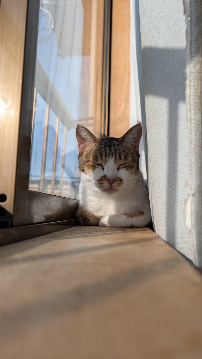 kirenukko's tweet photo. 激暑なのに窓際族
万年毛皮のコートなのに暑くないのかなぁ https://t.co/i3P415TXjn