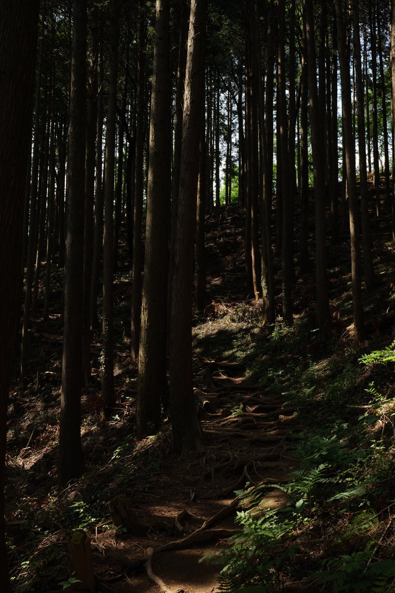 frak_ia's tweet photo. 小仏→景信山→小仏

しばらくぶりの山歩きはいつものリハビリルート。幾分と整備がなされたようで、明るい印象が新鮮に感じられた。
S1との相性はともかく、入手した40mmはこれもまたよく写る。そして軽い。

LUMIX S 40mm f2 https://t.co/qPHW4eY0nj