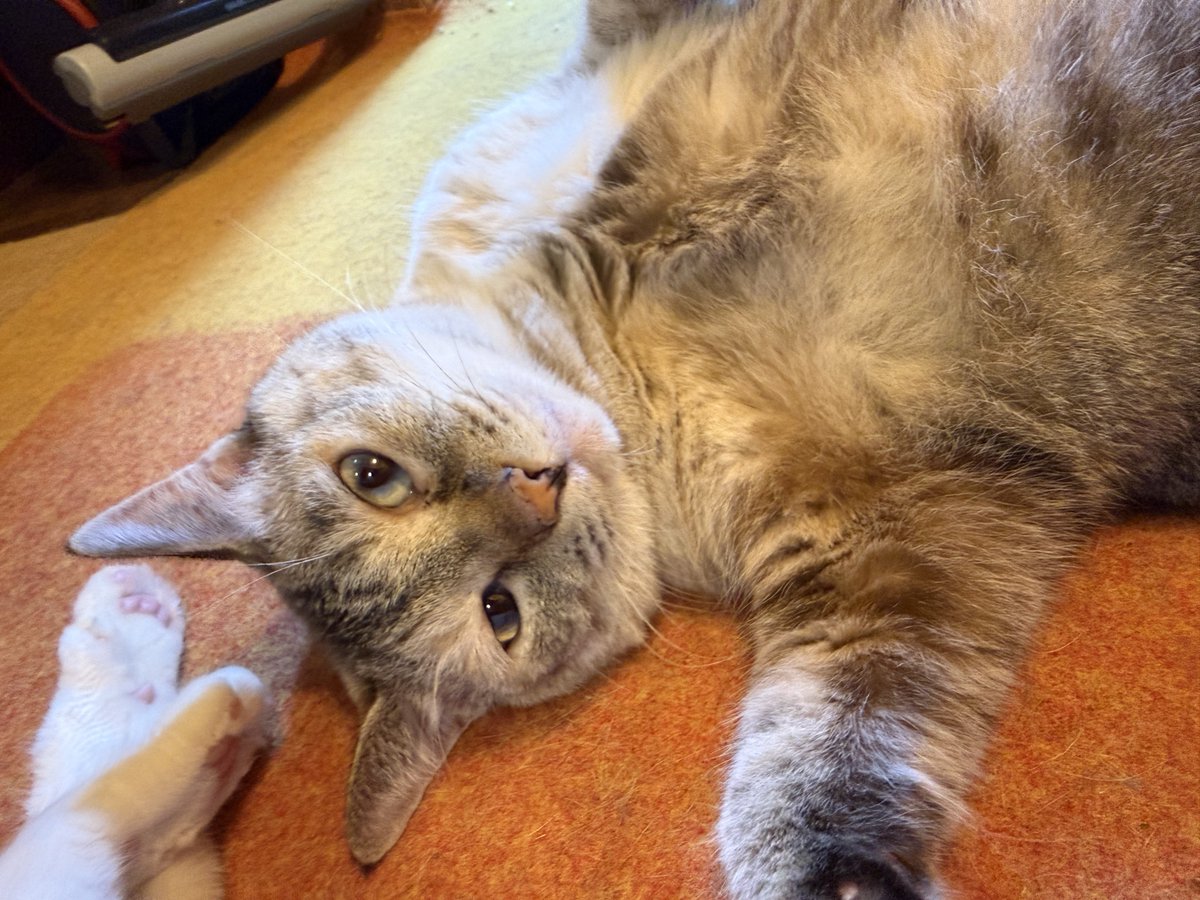 newkeymorkey's tweet photo. 猫め https://t.co/DUkeLjD9Tc