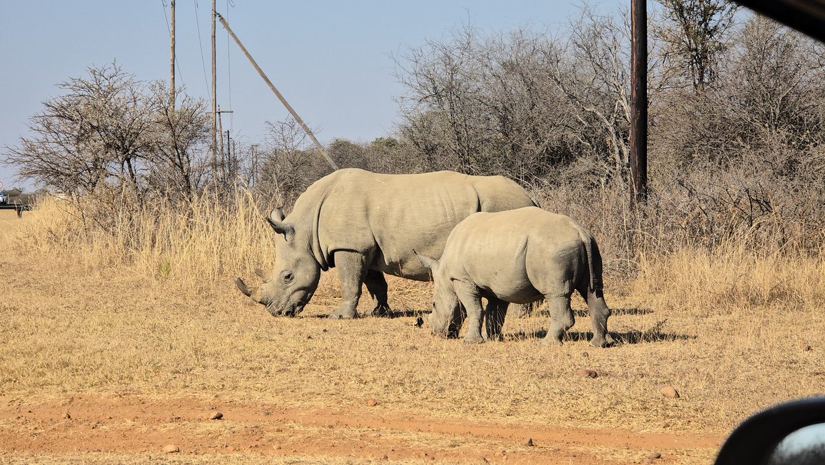 ExploreJoburg's tweet photo. An awesome safari experience out at #Dinokeng Game Reserve situated north of the #Gauteng Province.

With over 23 000 hectors of free roaming bushvield, the Big Five animals &amp; more enjoy the lush green vegetation. 

And yes, the predators hunt freely as they please
#ExploreJoburg https://t.co/XGNzn4ZxIN