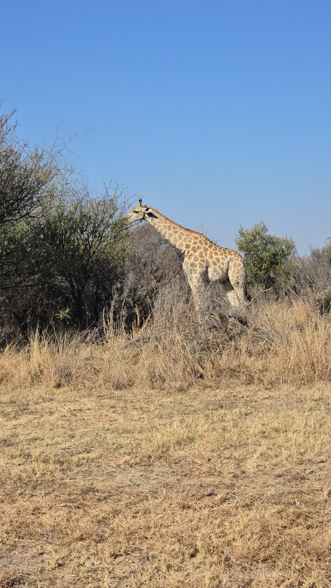 ExploreJoburg's tweet photo. An awesome safari experience out at #Dinokeng Game Reserve situated north of the #Gauteng Province.

With over 23 000 hectors of free roaming bushvield, the Big Five animals &amp; more enjoy the lush green vegetation. 

And yes, the predators hunt freely as they please
#ExploreJoburg https://t.co/XGNzn4ZxIN