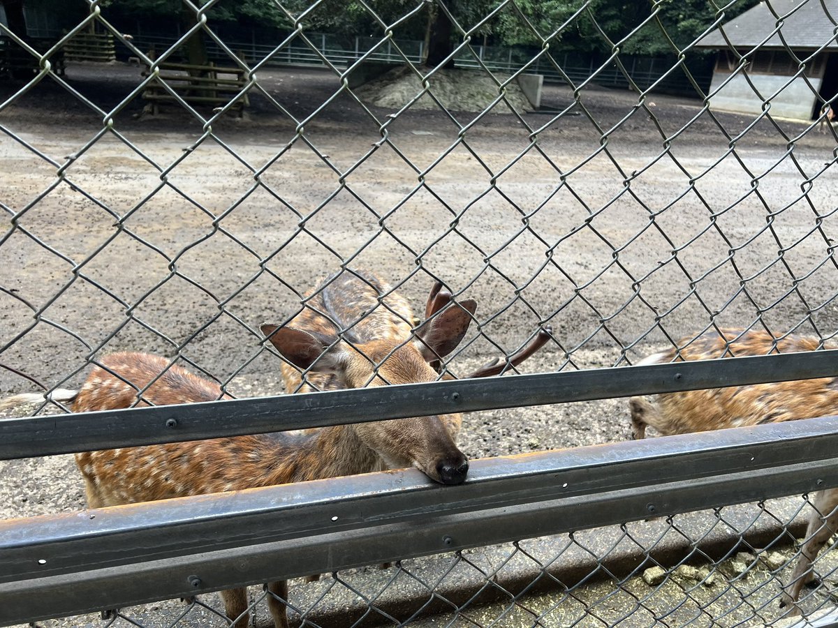 wasabi0409's tweet photo. 今日は鹿島神宮と香取神宮に
行ってきました。
鹿島神宮は鹿がいて🥕のえさやりが楽しめました。

香取神宮のなかの喫茶店（うのさん）かき氷食べたけど、すっごく美味しかった。氷がふわふわできめ細かくて。お店もレトロな感じで落ち着きました。
↓香取神宮 https://t.co/3ZSuyKOOJJ