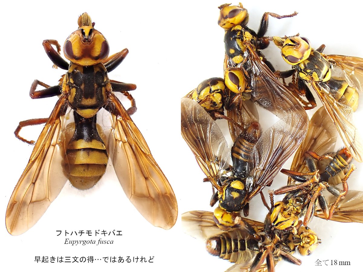 Insect_1206's tweet photo. 一分咲のノリウツギはあったものの飛翔虫は蜂・蝿の類だけでそれも僅か😢クソ暑いなかスイーピングしながら森を彷徨ったけど小さなカミキリ３つ…これで心置きなく部屋に籠れるわ😮‍💨
↓明け方のコンビニに微妙な蝿が虫の息で転がっていたので蟻の餌も忍びず回収してきた…2つほどで良かったのにどしよ🥺 https://t.co/eBl4meyquD