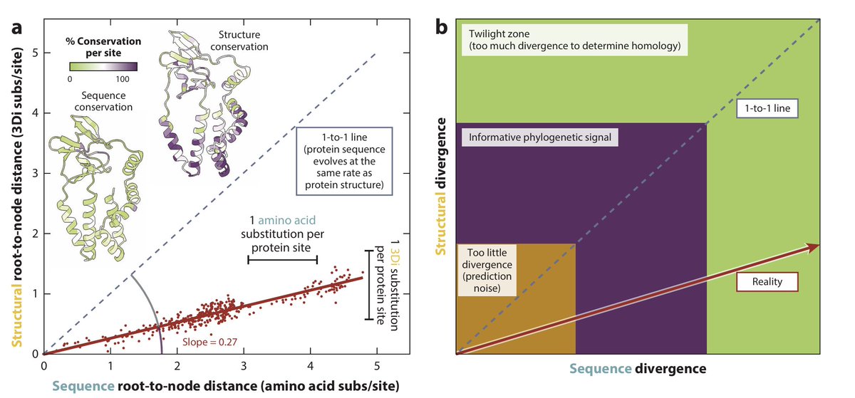 AntigenEvo's tweet photo. Lastly we discuss how amino acid changes relate to structural changes and how combining the two can help us resolve much deeper nodes of the virus protein evolutionary tree. https://t.co/89M5s3IBw0
