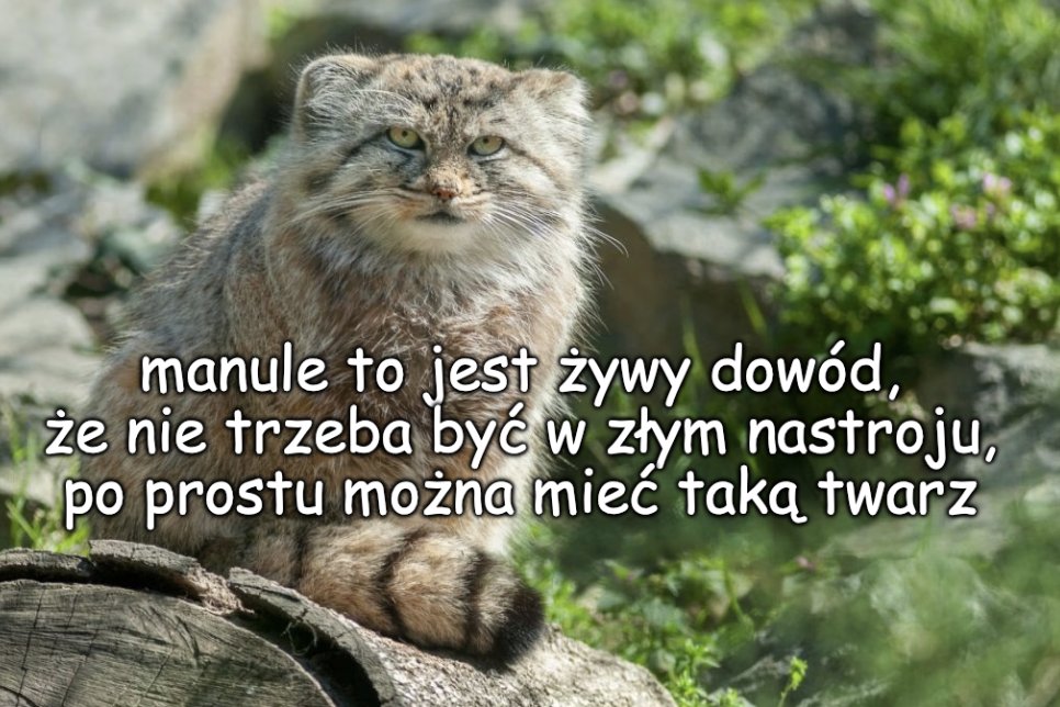 donald.pl tweet media