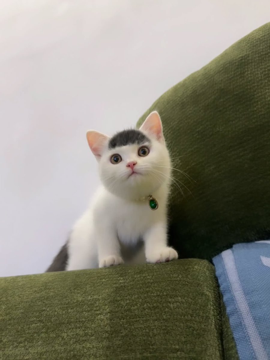 Cats for Happiness. tweet media