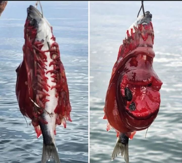 setsunano_mttk's tweet photo. 🟣まるで魚から赤い寄生虫が湧き出ているように見える不気味な写真。

これは、海中で赤いイソギンチャクが、死んだか弱った魚を頭から包み込んで食べている最中の状態である、何らかの原因によって、魚を飲み込んでいたイソギンチャクが岩からはぎ取られ、魚に張り付いたまま水上に上がってきたとされている。

オーストラリアやニュージーランドの沿岸に生息する『ウォーラタ・アネモネ』という、非常に鮮やかな赤色をしたイソギンチャクの一種ではないかと推測されており、彼らは触手にある刺胞（毒針）で小魚などを麻痺させて捕食する習性を持つ。

この画像は『捕食の瞬間』と『人間の釣り』が偶然重なったことで生まれた極めて珍しい海の怪奇現象と言える

📸 Conscious-Ad2842

#雑学 ⠀#フォローしてくれたら嬉しいです