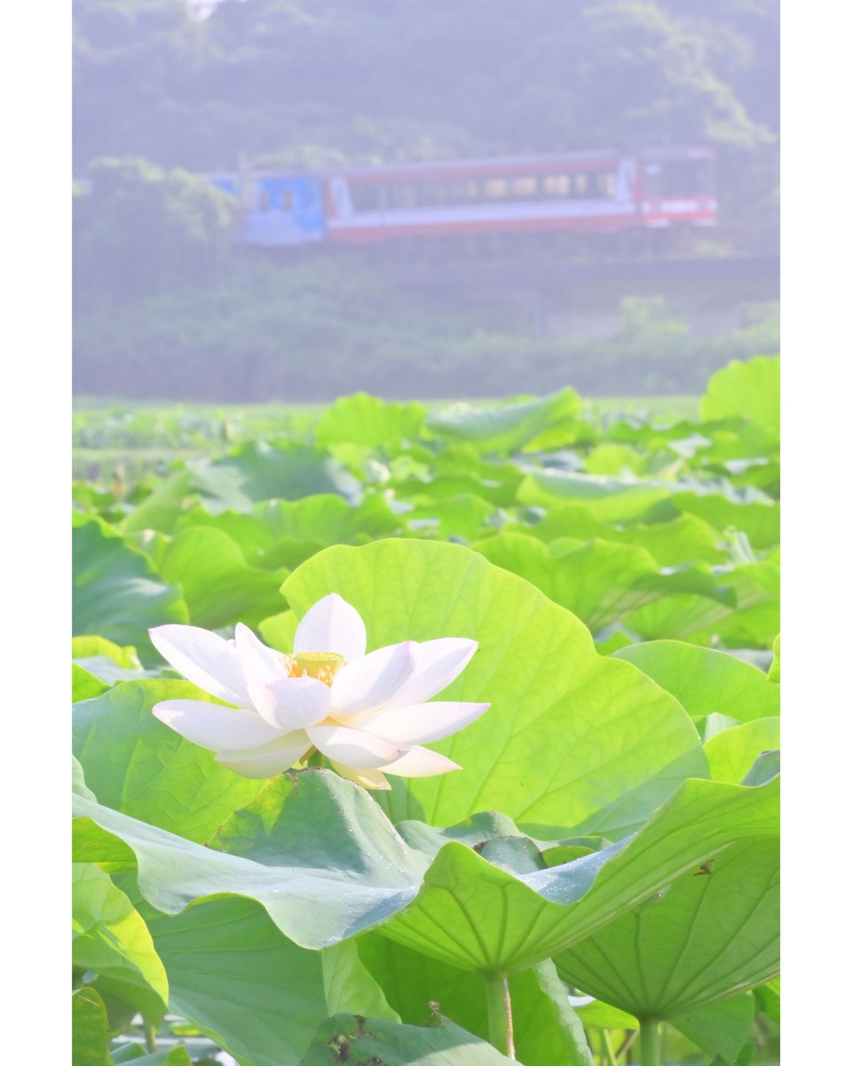 tetsu_nabe255's tweet photo. 今朝は時間があったので、臨港線で朝練
6000形×ハスの花 https://t.co/X8SqU5eJQT
