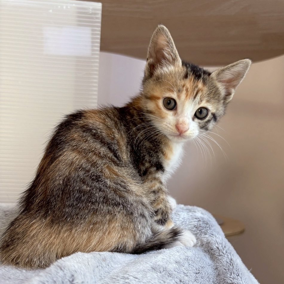 minatoneco's tweet photo. ＼次回譲渡会の事前予約スタート🐾／
みなとねこ次回の保護猫譲渡会✨

子猫から大人猫まで、たくさんの可愛い猫たちがずっとの家族を待っています。

📅7月26日(日)16:00〜18:00
📍 いいオフィス浜松町(都営大江戸線大門駅 徒歩1分、JR浜松町駅 徒歩6分
)

ご予約・詳細はリプ欄のURLから👇 https://t.co/wQ1MlKFU9K