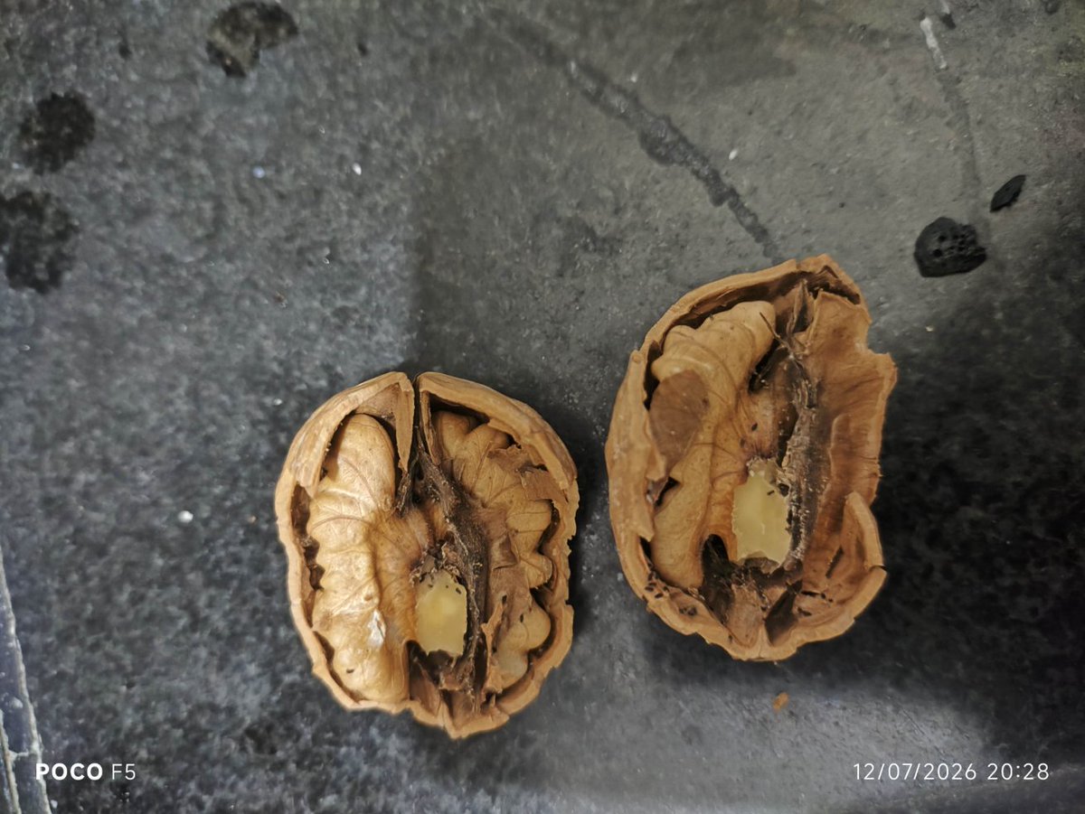 arvind75law's tweet photo. @ZeptoNow
I have received bad quality walnuts from zepto, order number is MOSPOMLNH06330 https://t.co/FZEQDRSg90