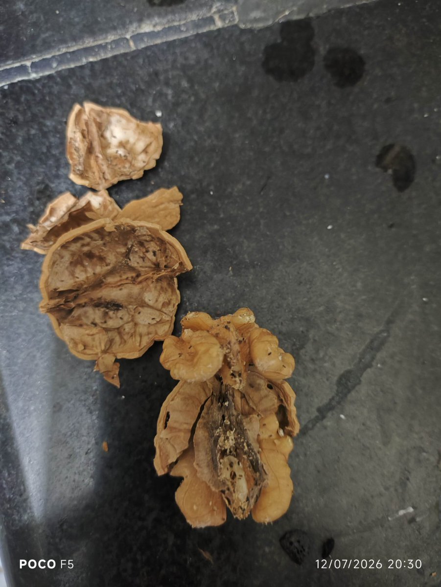 arvind75law's tweet photo. @ZeptoNow
I have received bad quality walnuts from zepto, order number is MOSPOMLNH06330 https://t.co/FZEQDRSg90