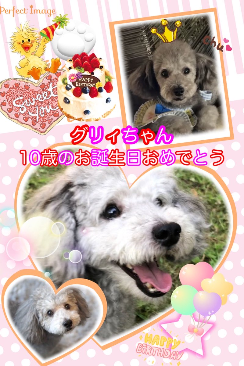 yumiiy_923's tweet photo. 🎀グリィちゃん🎀
7/10 🎂10歳のお誕生日おめでとう🫧🤍
10年の間に家族も増えて
幸せもいっぱい増えてよかったね🐾ᵕ̈
これからもずっと元気で
いっぱい楽しんでね🤍ꔛ https://t.co/Nb3qwntgxG