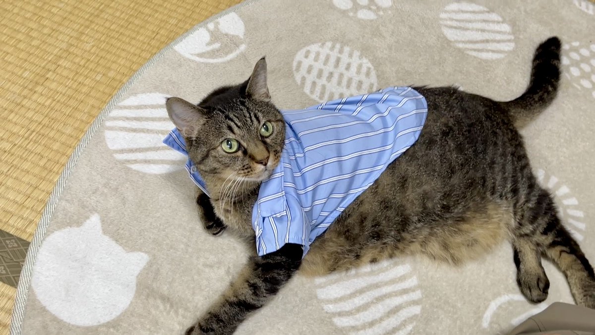 ねこじま まめたろう (@nekojima_22) / Posts / X