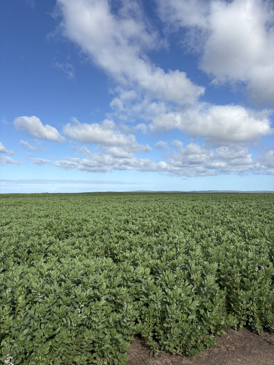ben_leopold's tweet photo. Nice year for beans https://t.co/X8F87eKABW