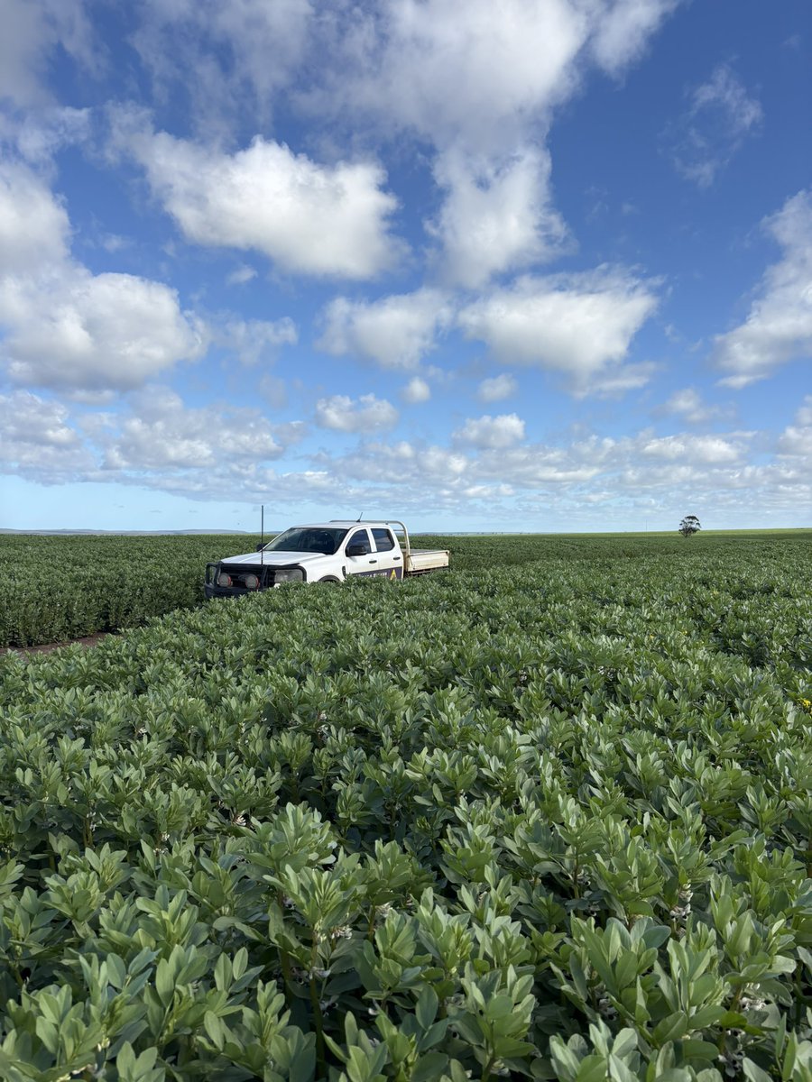 ben_leopold's tweet photo. Nice year for beans https://t.co/X8F87eKABW