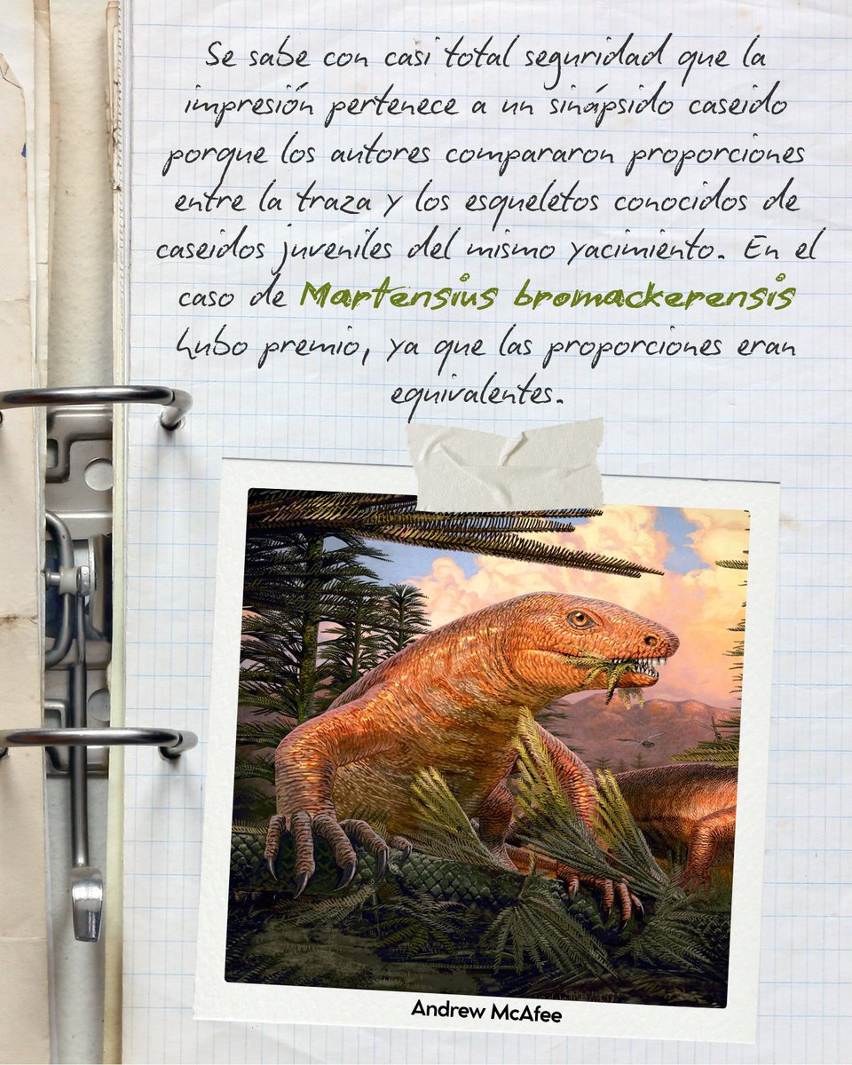 PaleoLogica's tweet photo. El fósil más antiguo con apertura cloacal en sinápsidos revela cómo este orificio cambió a lo largo de la evolución de los tetrápodos. Anatomía, ecología y filogenia unidas para entender un capítulo sorprendente del pasado profundo 💩 https://t.co/fPsa62vPjs