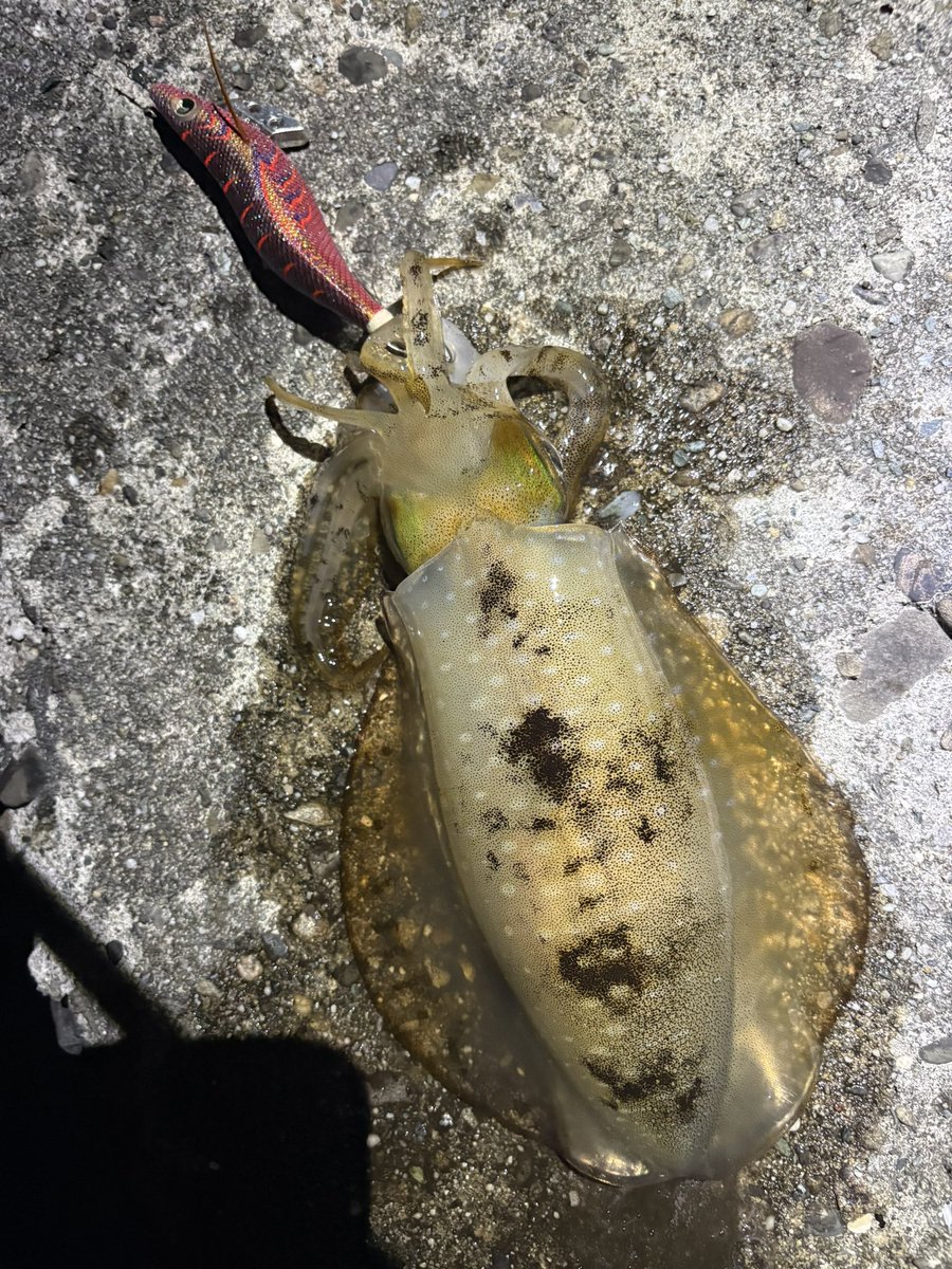 kyeeeo's tweet photo. ごとごと起きて
ごとごとエギング🦑

夏イカさん
35℃超えてもイカはおる https://t.co/RrFafJ9rj3