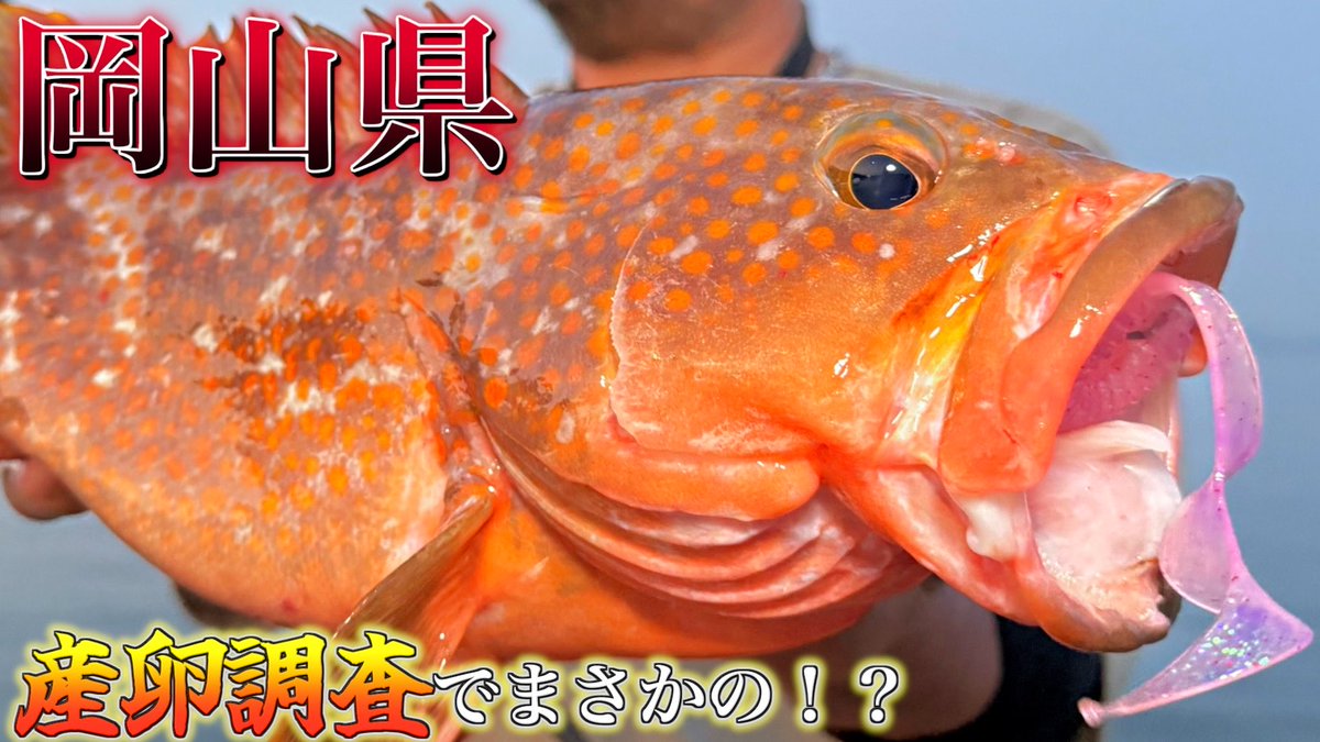 SefhCsoYYDDg1pR's tweet photo. 【岡山東部】この時期にドラゴンスクリューのスイミングで特大アコウ！？実釣解説します！
https://t.co/LJ9RqYA2uA

驚きの連続。
是非ご覧ください！

#キジハタ
#アコウ
#ドラゴンスクリュー https://t.co/QuvBWCNY2c