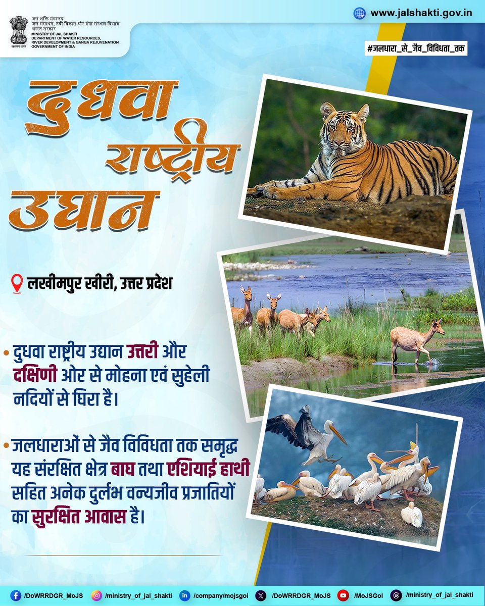 DoWRRDGR_MoJS's tweet photo. दुधवा राष्ट्रीय उद्यान उत्तर प्रदेश की तराई का अनुपम प्राकृतिक खजाना है, जहाँ घने साल वन, दलदली आर्द्रभूमियाँ और जलोढ़ मैदान अद्भुत जैव विविधता संजोए हुए हैं। जलधाराओं से जैव विविधता तक समृद्ध इस संरक्षित क्षेत्र को वर्ष 1977 में राष्ट्रीय उद्यान तथा 1988 में टाइगर रिजर्व का दर्जा मिला। लगभग 490 वर्ग किमी में फैले इस उद्यान के साथ 190 वर्ग किमी का बफर क्षेत्र जुड़ा है, जबकि इसके प्रमुख संरक्षित परिक्षेत्रों—किशनपुर और कटरनियाघाट वन्यजीव अभयारण्यों—के साथ मिलकर यह उत्तर भारत के सबसे समृद्ध वन पारिस्थितिकी तंत्रों में गिना जाता है। 

#जलधारा_से_जैव_विविधता_तक #LakhimpurKheri #UttarPradeshTourism #DudhwaNationalPark #DudhwaTigerReserve #MohanRiver #SuheliRiver #Biodiversity #WaterConservation #IncredibleIndia #SaveWater