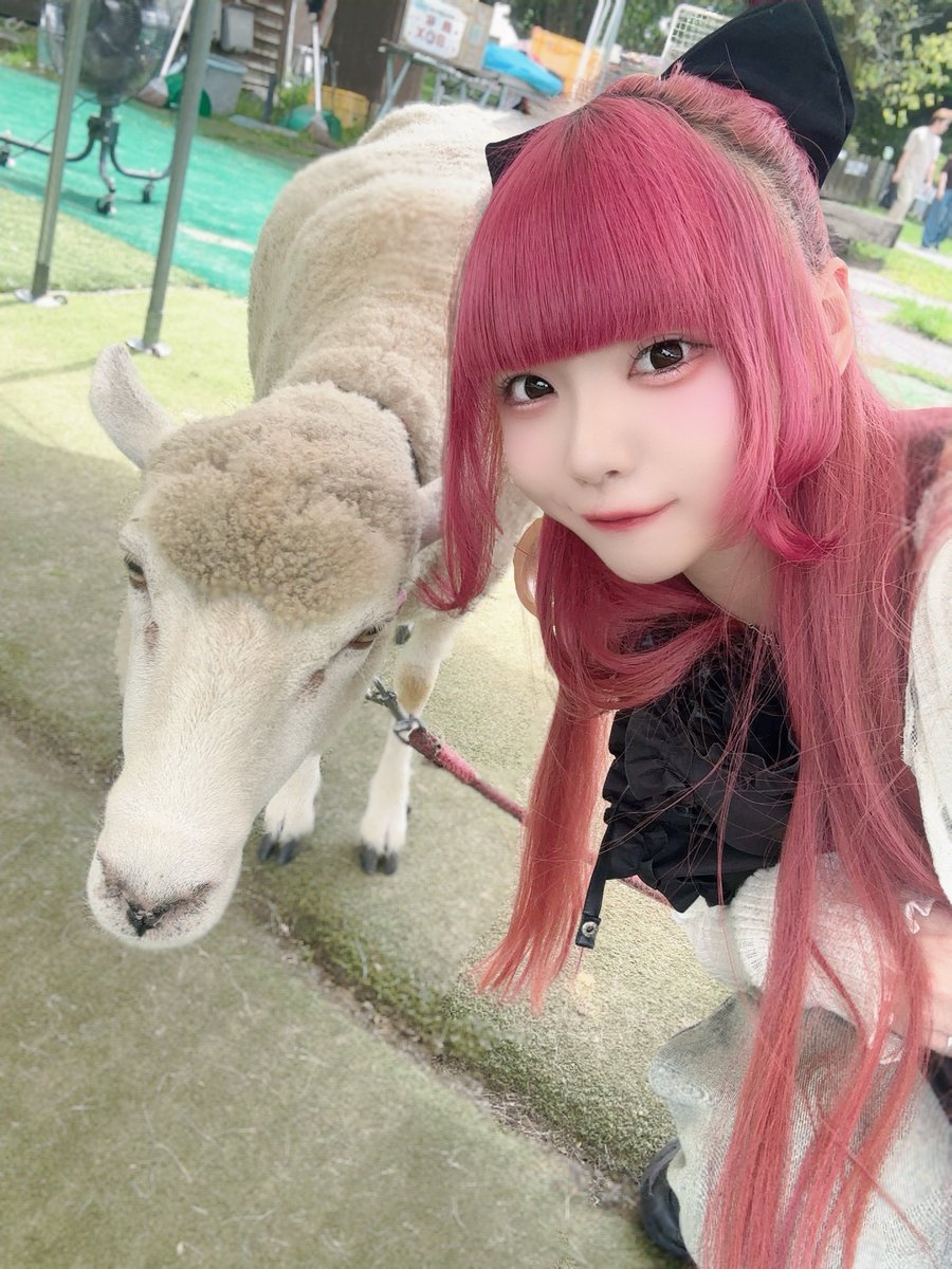 maid_morumo's tweet photo. ひつじやさん🐏 https://t.co/qdbOVlaRDu