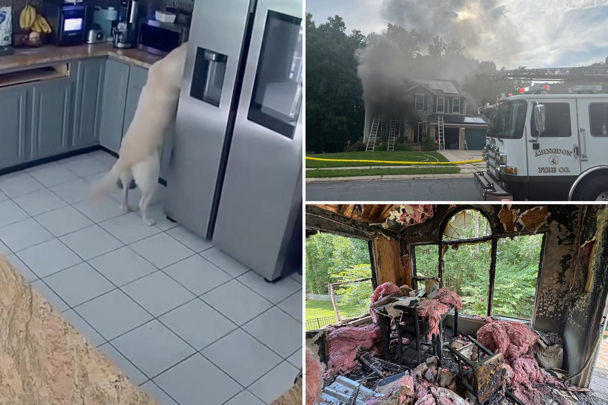 nypost's tweet photo. Dog accidentally turns on toaster, sparking Maryland house fire that killed 3 family pets https://t.co/OS04MDQ9fb https://t.co/taNz7Mst3B