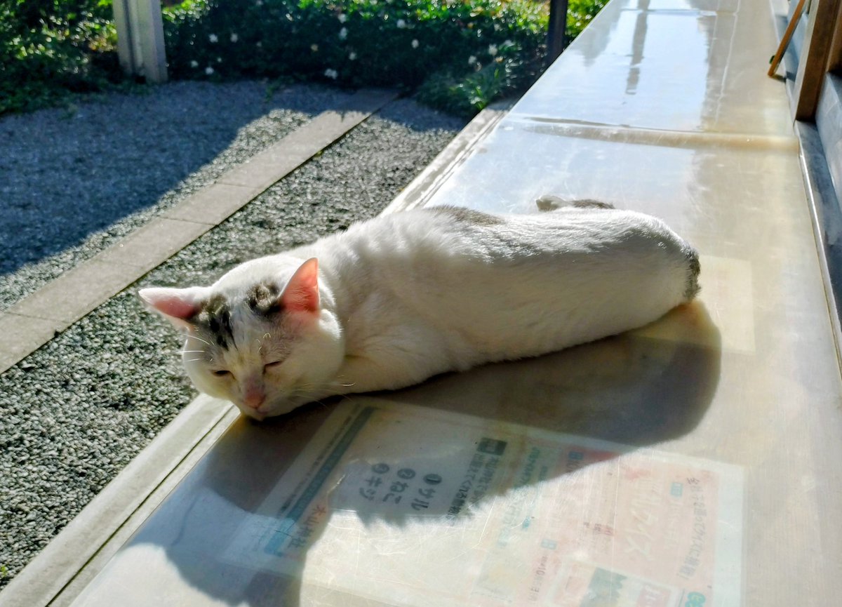 テンちゃん 本日の勤務態度 あまりの暑さに液状化 今日は とある撮影が