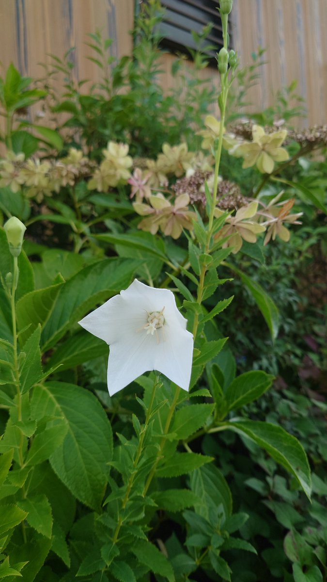 植えたのか勝手に咲いたのかわからない花。 #TLを花でいっぱいにしよう