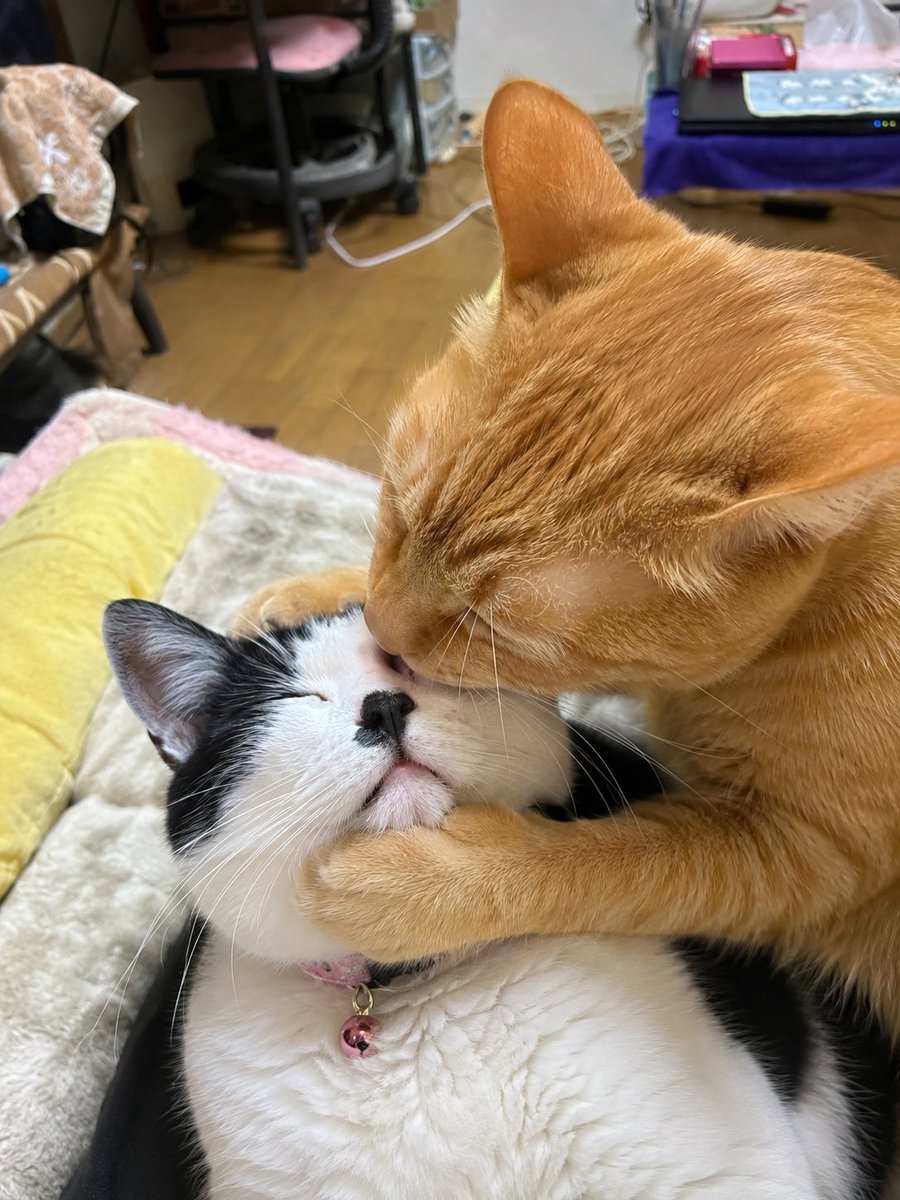 coro1123's tweet photo. ゆのくん大分インスリンになれて安定してきたのかジャンプできるようになりました♡♡でもまだ遊んではくれないから少し寂しい💦

 #猫のいる暮らし #猫の糖尿病 https://t.co/ZA1sInurUM