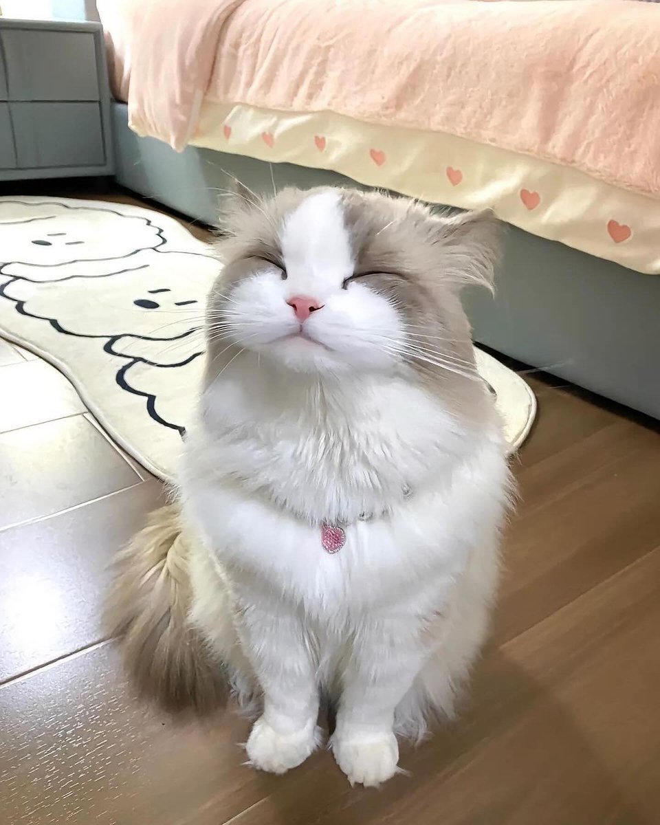 Cats lover tweet media