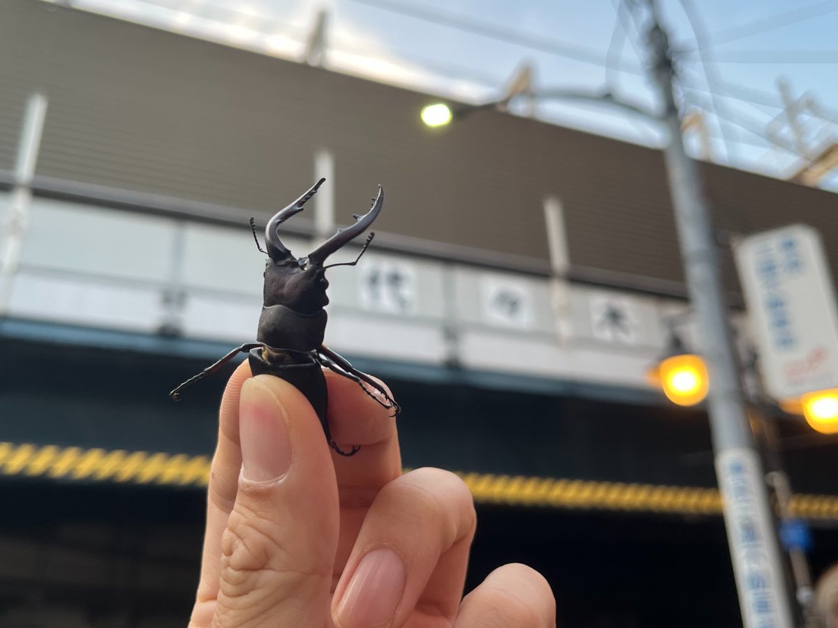 toshitaka_szk's tweet photo. なんか今年ノコギリクワガタ多くないですか？？　ほんとどこにでもいる気がする。。 https://t.co/WNKoj3hjSp