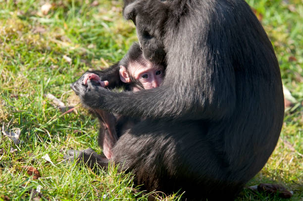 glorysummittour's tweet photo. Today we get to honor our closest living relative in the animal kingdom as we celebrate #worldchimpanzeeday. We are working to increase conservation efforts to ensure a future for chimpanzees. #primates #ExploreUganda #UniquelyOurs #conservation #VisitUganda #chimpanzees https://t.co/8uJGhjemK3