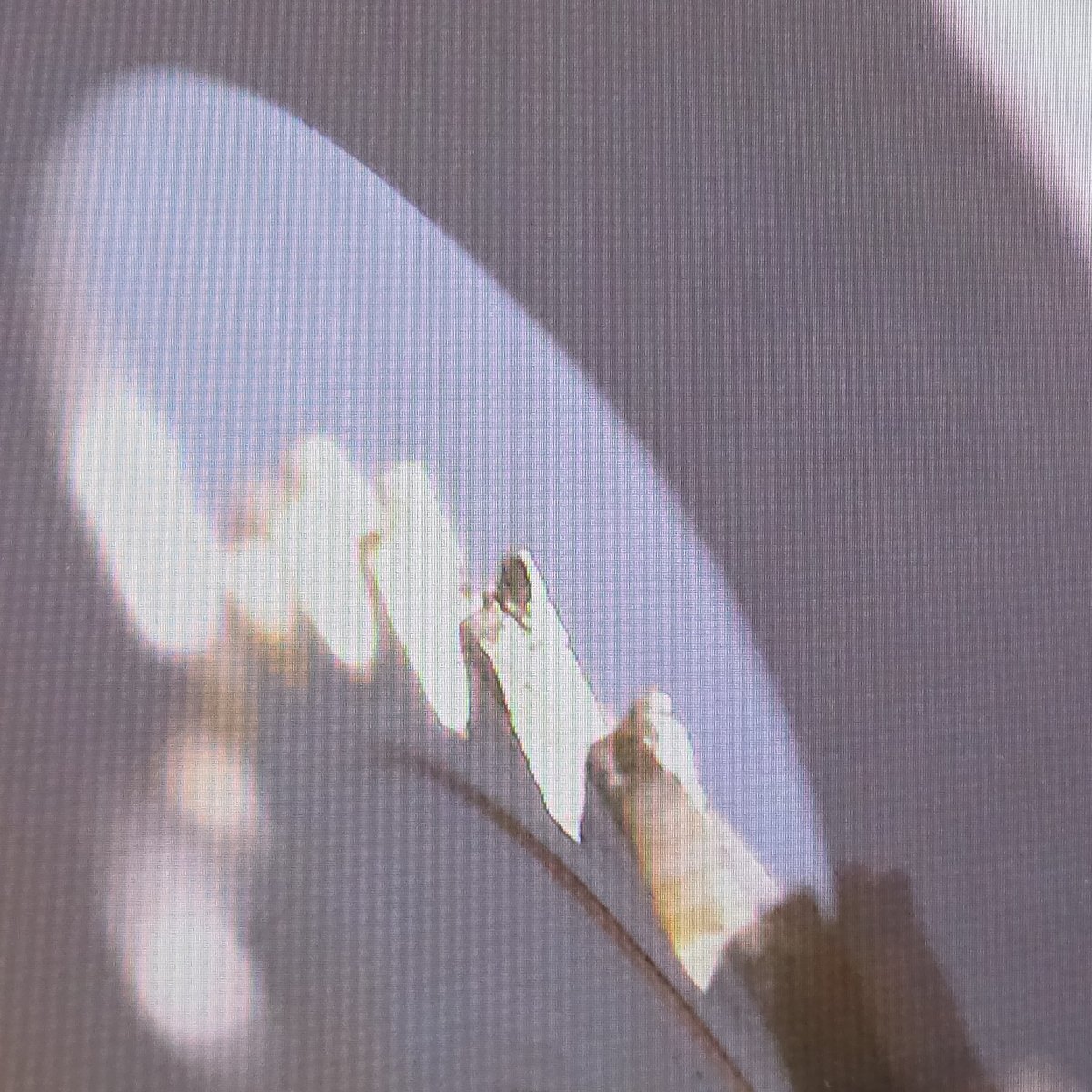 lrlwatch1 tweet picture