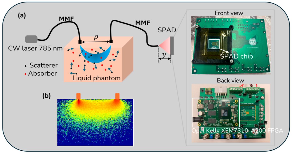 Biosensors_MDPI's tweet photo. 📣Call for Reading:
#Article
Fiber-Based Ultra-High-Speed Diffuse Speckle Contrast Analysis System for Deep Blood Flow Sensing Using a Large SPAD Camera
By David Day-Uei Li, et al.
https://t.co/ICOV77hvYg
#Fiber #blood_flow #laser #biosensor #open_access https://t.co/1mX8mrsOHn
