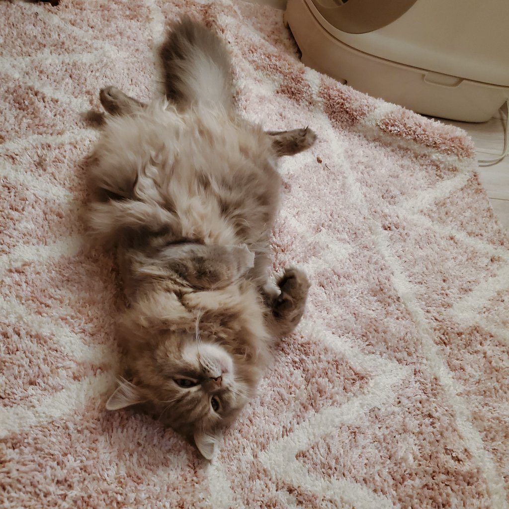 mariemugi2's tweet photo. 撫でて欲しい時の猫をご覧下さい。特に要望がない場合は4枚目となります。 https://t.co/lBs1Xfvkli