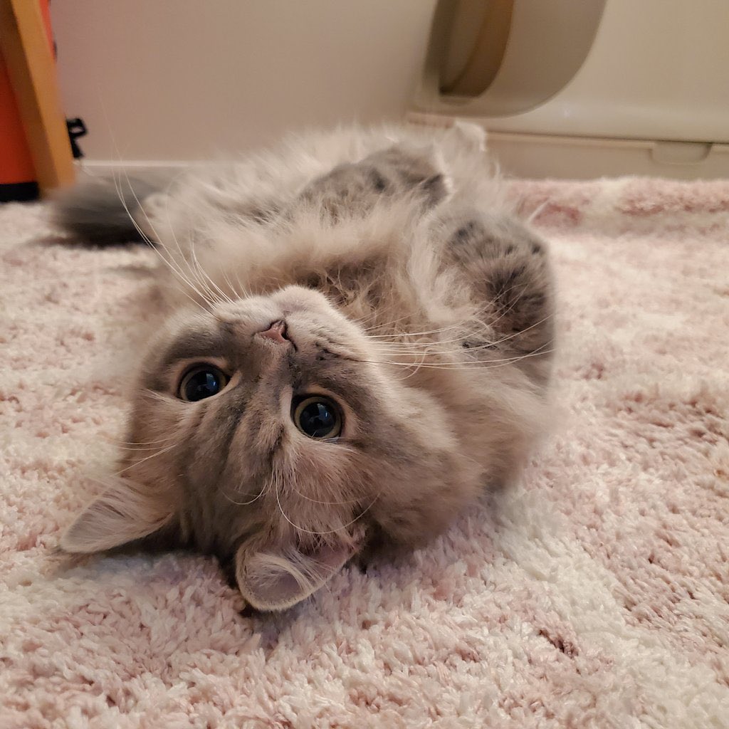 mariemugi2's tweet photo. 撫でて欲しい時の猫をご覧下さい。特に要望がない場合は4枚目となります。 https://t.co/lBs1Xfvkli