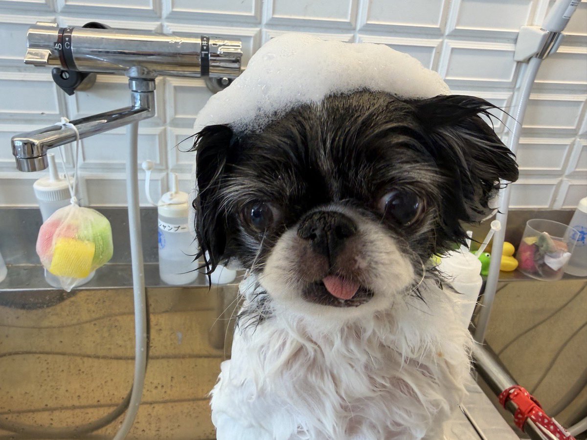 noro_30's tweet photo. 私が頭痛と吐き気と闘いながら
仕事してる間、犬は犬で洗われたり
カットされたり撮られたりして
へとへとになったようです。

お互いがんばったね https://t.co/PmM0zAGWV7