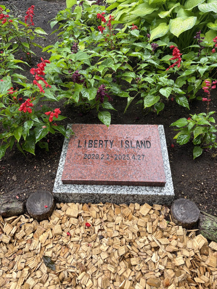 Levezza_Don's tweet photo. libertyisland

お嬢、久しぶり😊

セレクトセールで、こんな雨☔は記憶にないよ。。

#リバティアイランド https://t.co/u7Uy98kwbv
