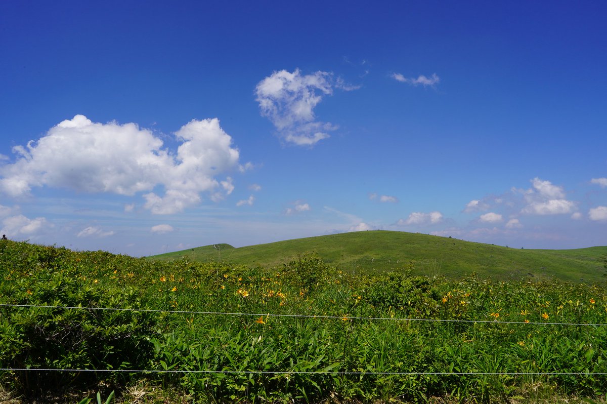 minohen2017's tweet photo. 霧ヶ峰高原・車山肩のニッコウキスゲ〜
車山山頂にある気象レーダーの球体と、その向こうに蓼科山が見える。
夏の雲が湧きトンボが飛び、ニッコウキスゲが咲く季節になった。 https://t.co/yK3raGBAw1