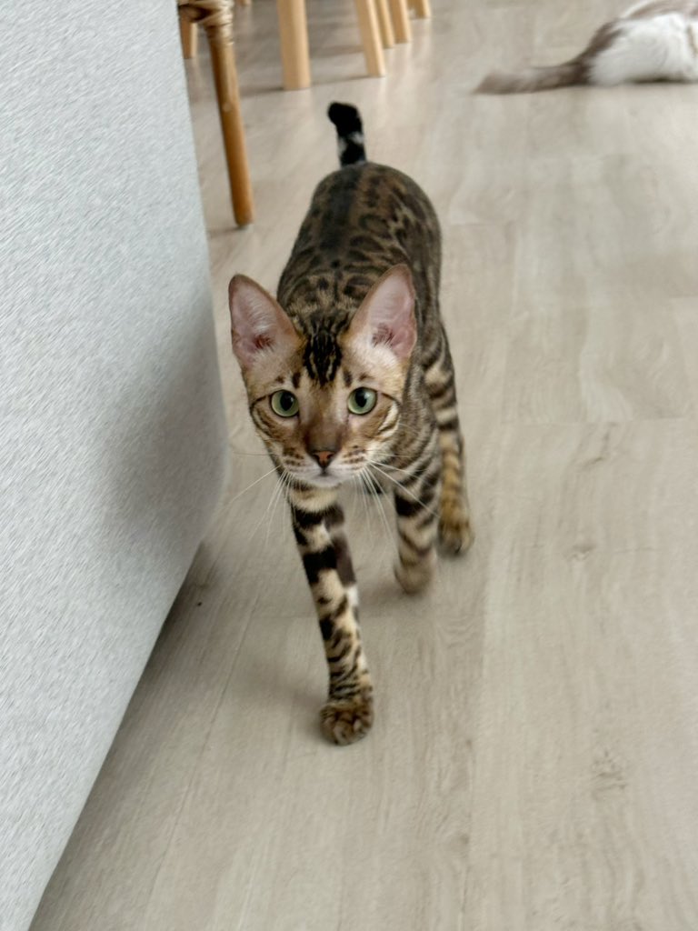 Bonusiie's tweet photo. นังตัวนี้ชื่อพอนสึ แต่ลูกสาววัย3.5 ขวบของชั้นเรียกนังว่าไทเกอร์ แก้ชื่อไปร้อยรอบก็ยังเป็นไทเกอร์ จะให้เป็นไทเกอร์ให้ได้เลย https://t.co/b1mcDNIUbv