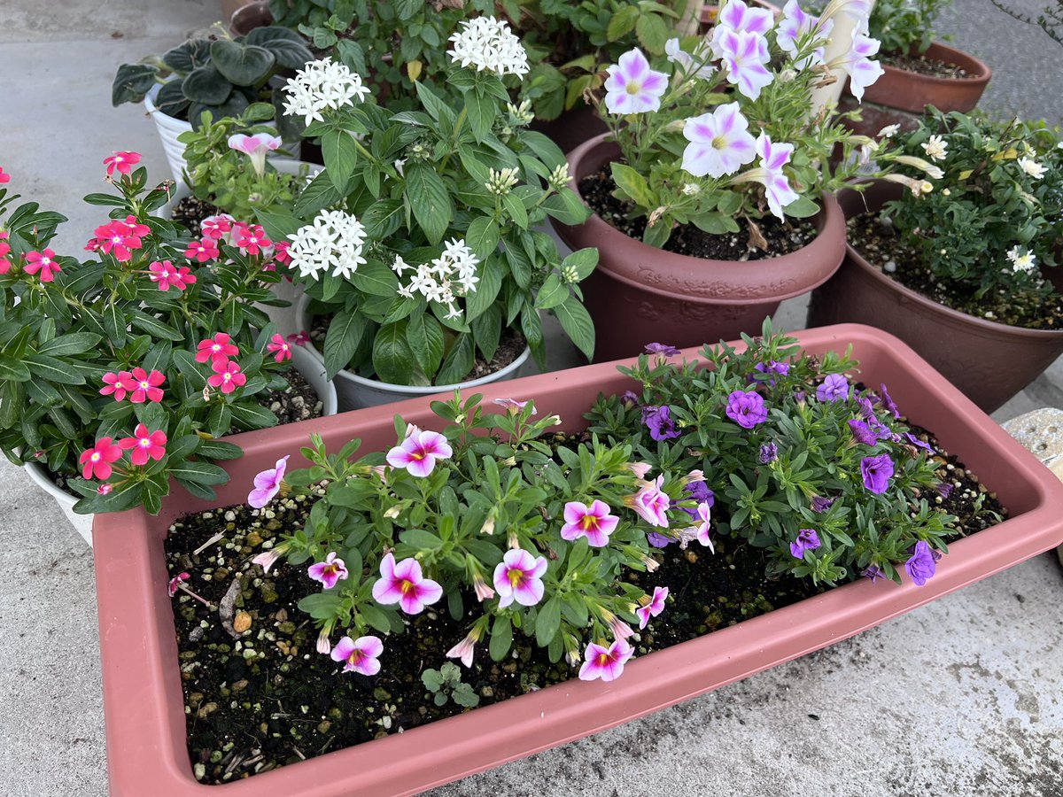 85syai's tweet photo. ←植えたばっかり    植えて1週間ちょい→

もこもこ～🌸 https://t.co/alqLF5K2WM