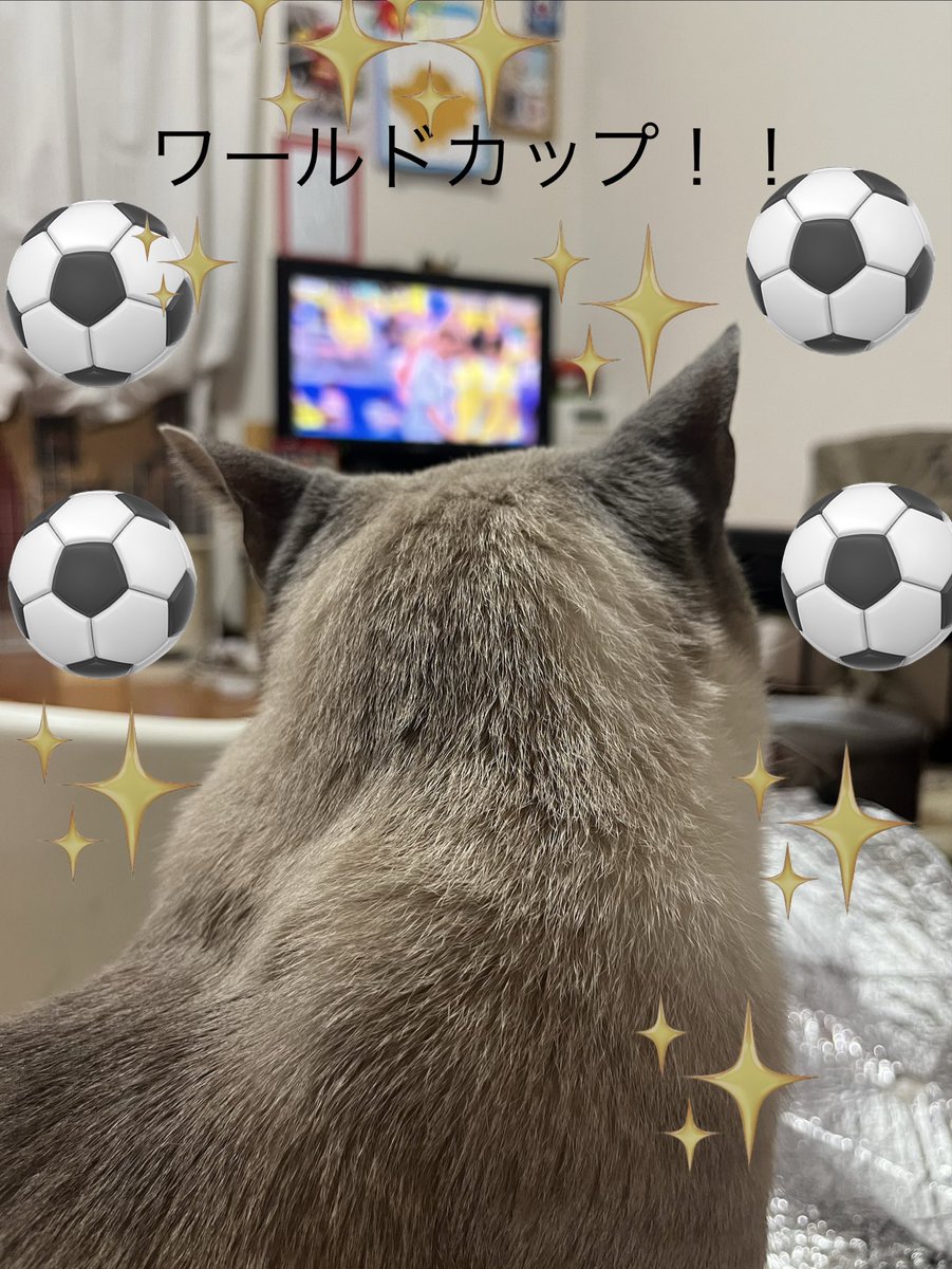 gM6mF6Ye8orX3u4's tweet photo. ワールドカップ　　#こわがりねこのそら　#ねこ　#ねこかつ　#保護猫　#cat #猫のいる暮らし   #漫画がよめるハッシュタグ　#マンガ　#2026年　#7月　#ねこカフェ　#キャット　#ワールドカップ #wcod26 https://t.co/6pQsBjM4SJ