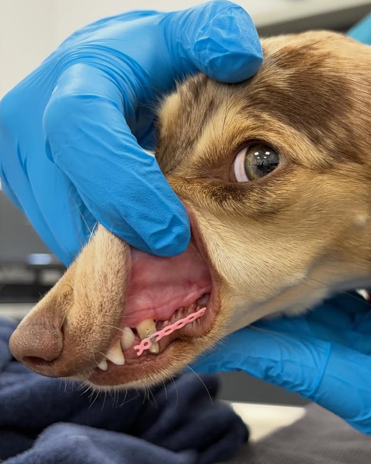 AcervoCharts's tweet photo. Cachorrinha usa aparelho rosa para corrigir a mordida e finalmente se livrar da dor. https://t.co/VRolqAMzGO