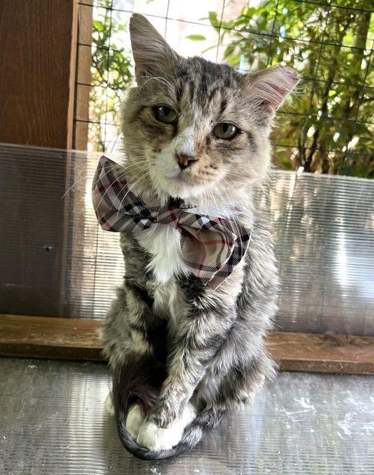 sachikoko's tweet photo. 👉🏽SENIOR ALERT🙏🏽PLEASE SHARE
💓Sweet 9YO #Senior #Tabby & White Kitty TOOTHLESS💓
📢Needs A🏡#FureverHome🏡
▶️https://t.co/wle3AsEUWp
🙏🏽#AdoptDontShop
#WalnutCreek, #CA #BayArea #SpecialNeeds
✅Cats✅Dogs #RehomeHour #US #CATS
👉🏽#FIV+ Cats Can Live A Long Healthy Life!👈🏽 https://t.co/cXENtVoMIL