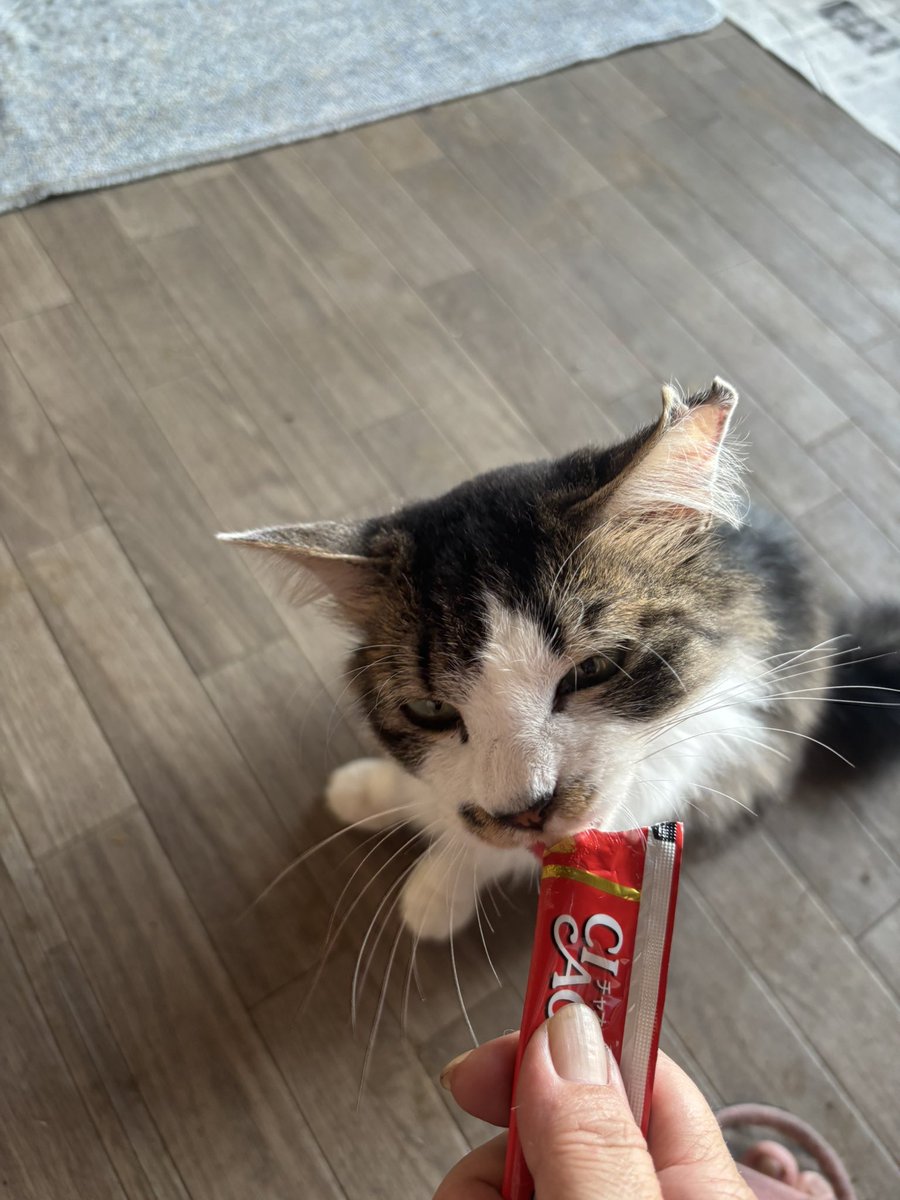 Ver2_3w's tweet photo. 今日の猫達の様子

リンﾁｬﾝがちゅーる待機してたw

ナナﾁｬﾝトラﾁｬﾝは…うん、出てくるね！

ん？ルナﾁｬﾝは？？？

って、そこかーいΣヾ(ò_ó ๑)ﾋﾞｼｯ❢

電気無くて猫達もキツそうなので預かりさんも募集中です！
もちろん里親さんも！

##茨城県　#里親募集中 https://t.co/ACib8ViIr9