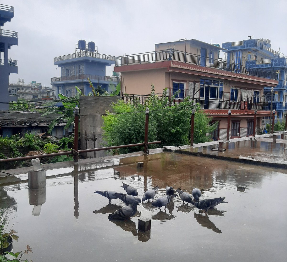 nirsb's tweet photo. Morning ritual everyday, pigeons wait patiently for us to give them maize ! https://t.co/BvlSlkjce0