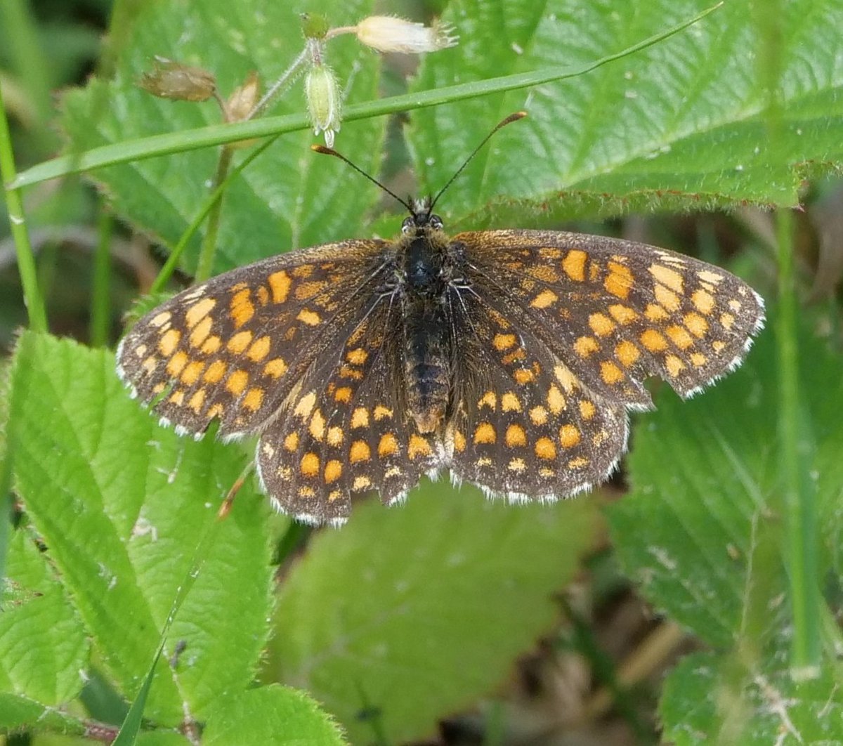 FosterCooper29's tweet photo. Heath Fritillary at Blean Woods in Kent 28/06/2026 https://t.co/h1Oj7cS2zx
