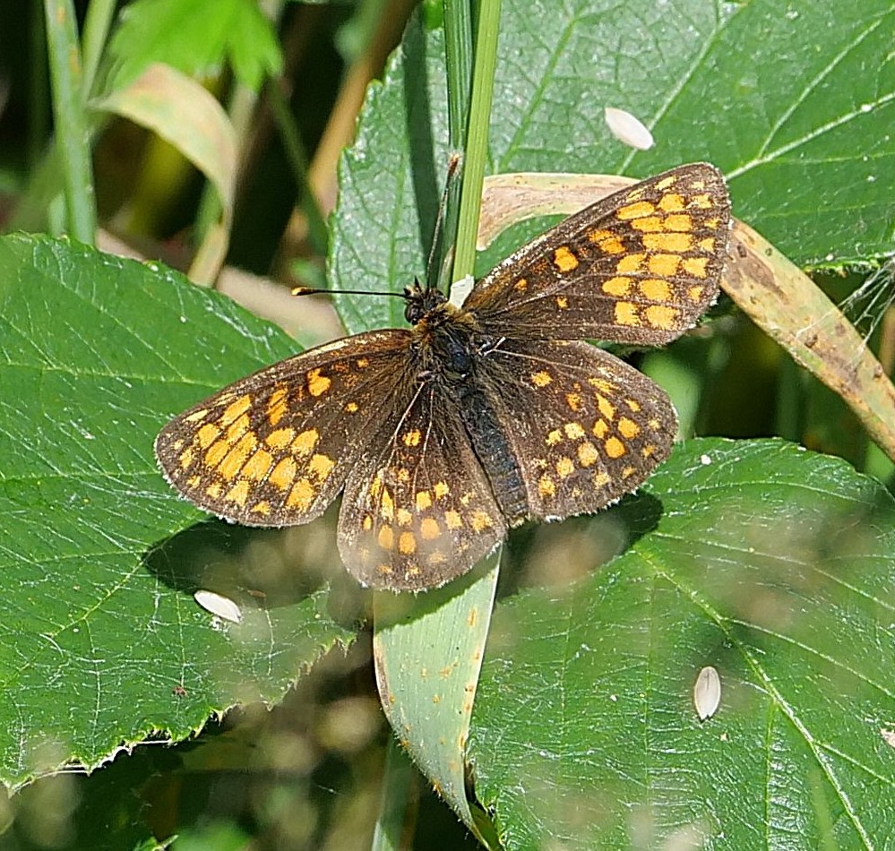 FosterCooper29's tweet photo. Heath Fritillary at Blean Woods in Kent 28/06/2026 https://t.co/h1Oj7cS2zx