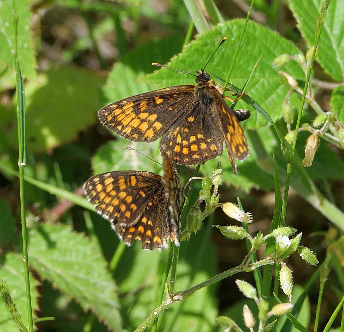 FosterCooper29's tweet photo. Heath Fritillary at Blean Woods in Kent 28/06/2026 https://t.co/h1Oj7cS2zx