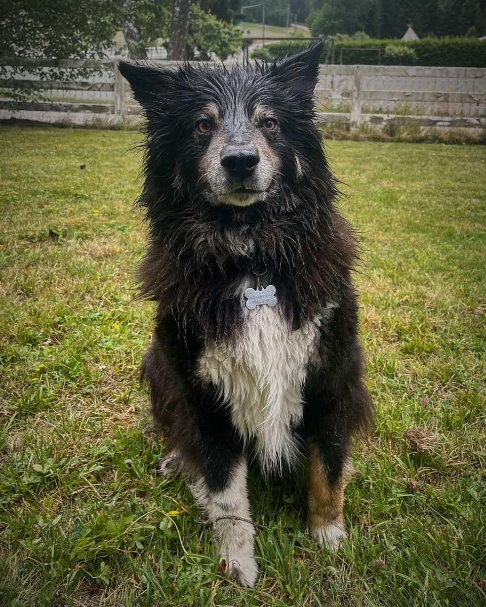 CascableApp's tweet photo. To celebrate #NationalDogPhotographyDay here’s Boe the Cascable HQ office dog – always a good boy!

#CascableApp #photography #doglover #DogAddict https://t.co/ebjhrsjbmk